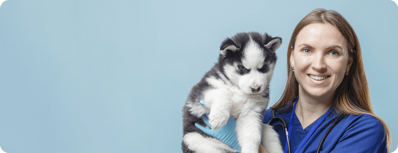 Golden dog in nature