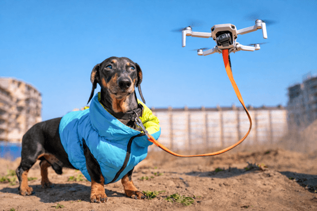 The Best Ways to Monitor Your Pet's Health at Home (Cats & Dogs)