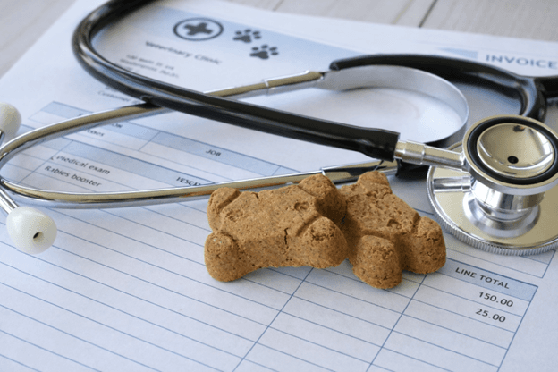 The Top 5 Cheapest Alternatives to Going to the Vet